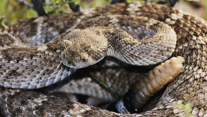 Rémület Heves megyében: texasi csörgőkígyó támadott egy férfire