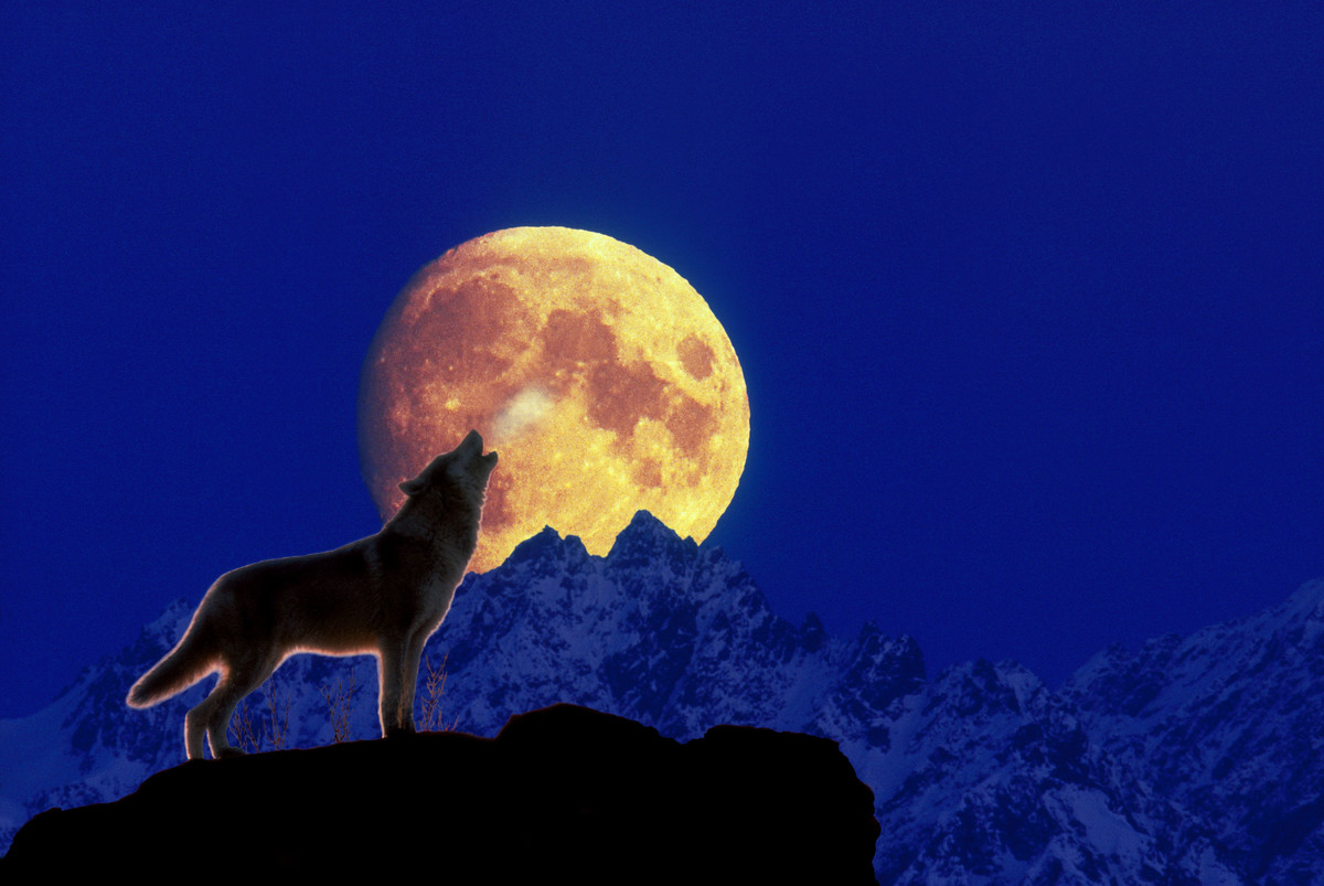 Выйду я ночью собаку. Волк воет на луну. Собака воет на луну. Собака лает на луну. Волк и Луна.