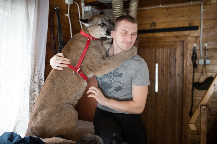 Koniec sporu o Nubię? Właściciel pumy i zoo w Poznaniu podpisali ugodę