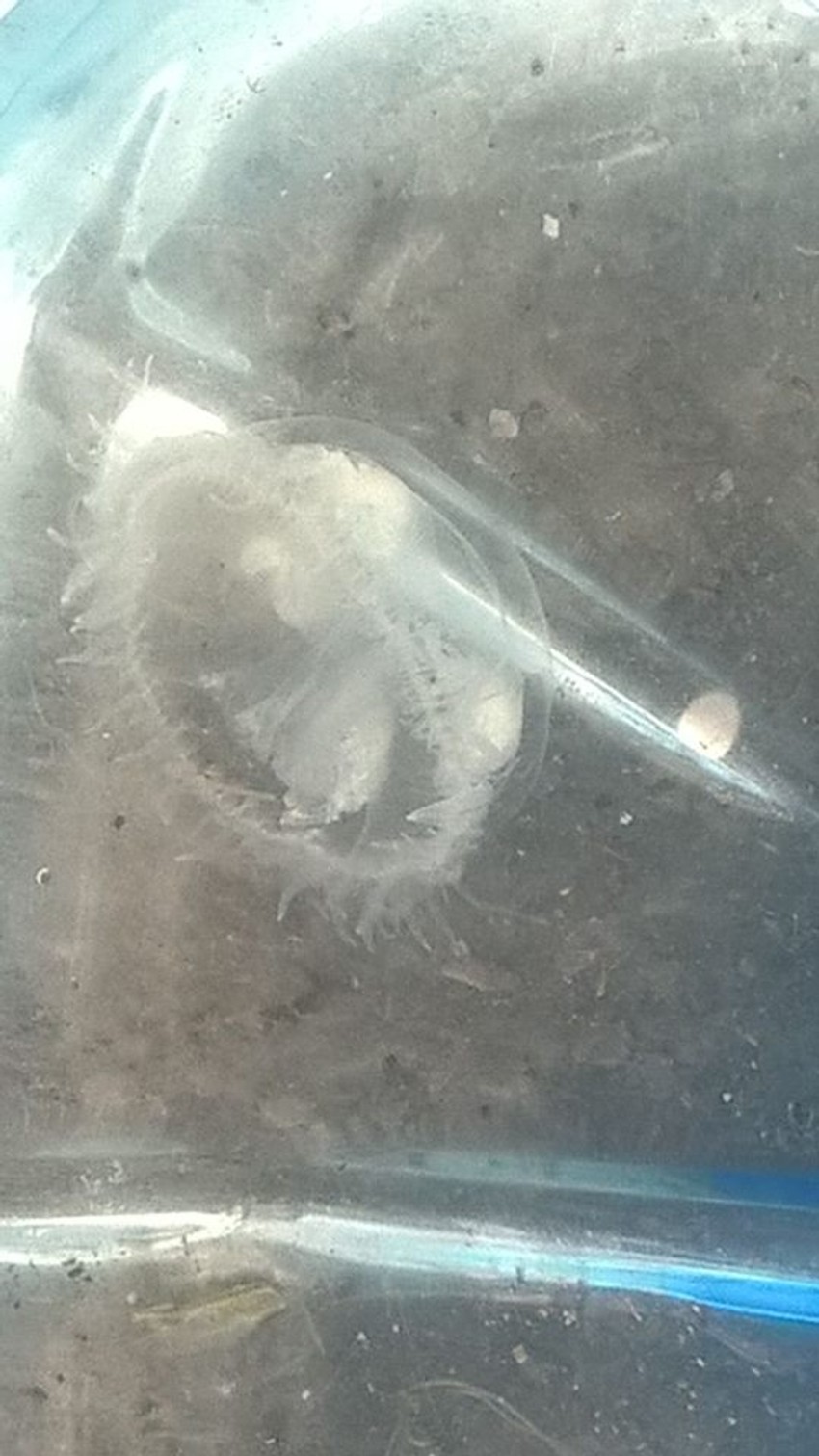 Meduze su danju bele, noću crne i liče na petokraku