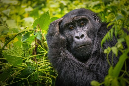 Beteg a 46 éves budapesti gorilla, őssejtterápiával kezelik