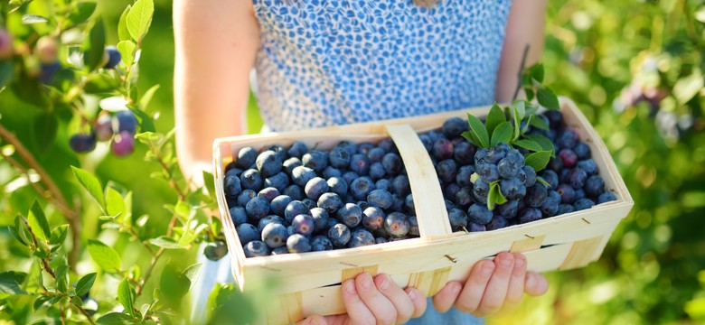 Czym zakwaszać ziemię pod borówką amerykańską? Krzak będzie się uginał od owoców