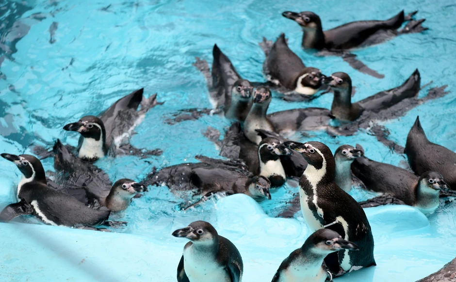 Stiglo je 17 pingvina