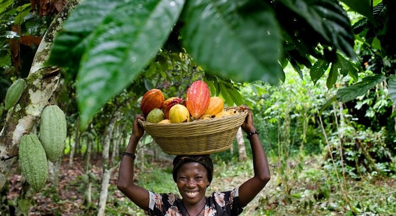 Agriculture Sector in Ghana