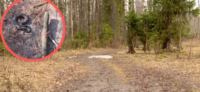 Leśnicy pokazali, co można spotkać w lesie. Jest ważny apel. "Omiń szerokim łukiem"