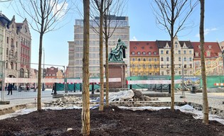 Tak się zazielenia wrocławski Rynek!