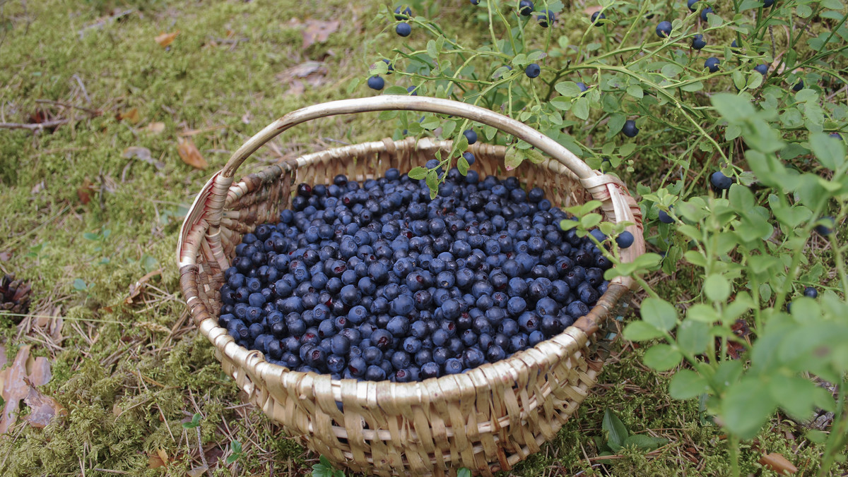 Zbierasz jagody w lesie? Sanepid grozi karą do 5 tys. zł