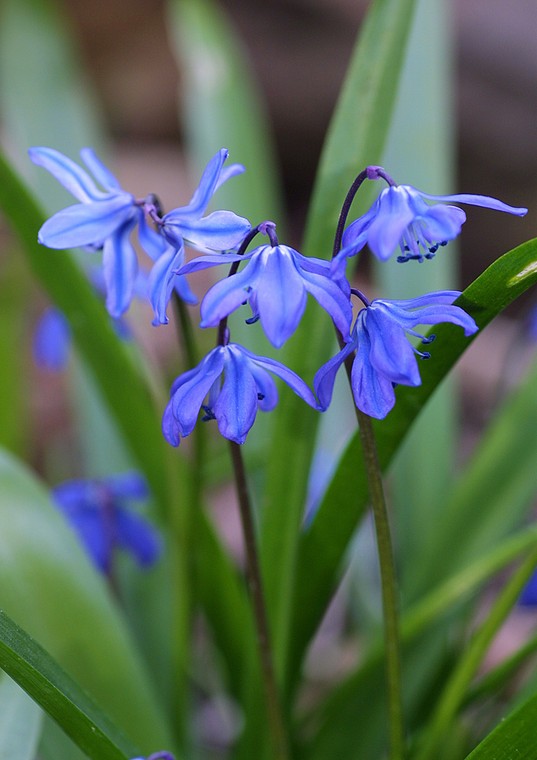 Cebulica syberyjskia