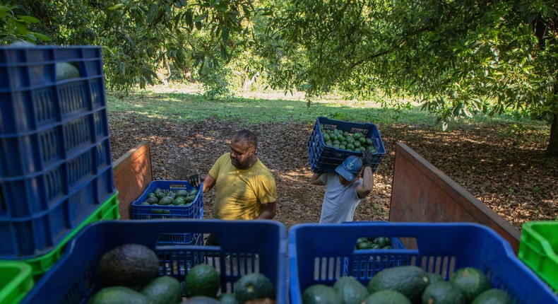 Men harvest avocados at an orchard in Santa Ana Zirosto, Michoacan state, Mexico, Thursday, Jan. 26, 2023.Armando Solis/AP