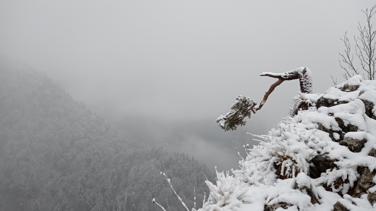 Pieniny. Sosna z Sokolicy znów uszkodzona 