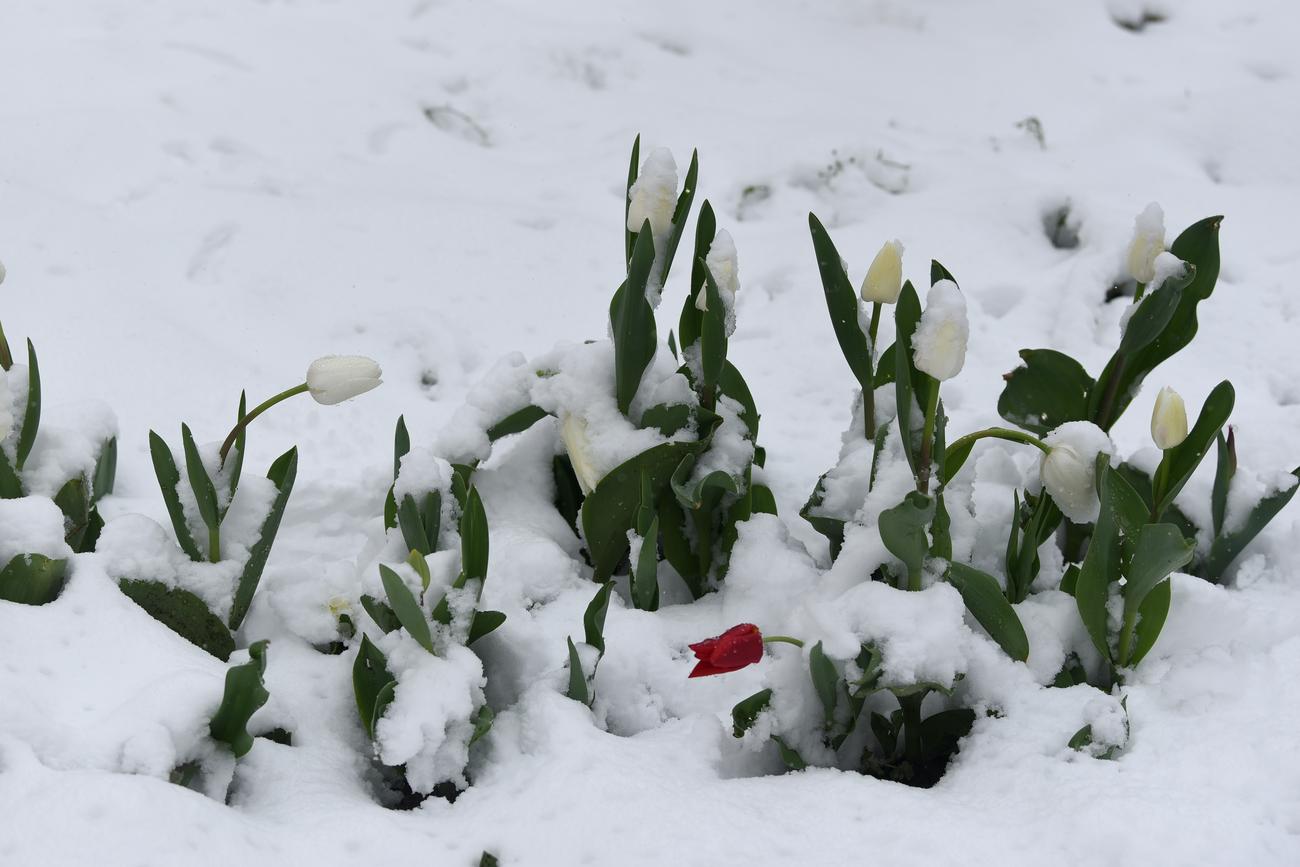 Bis zum Wochenende nur Schnee auf den Bergen