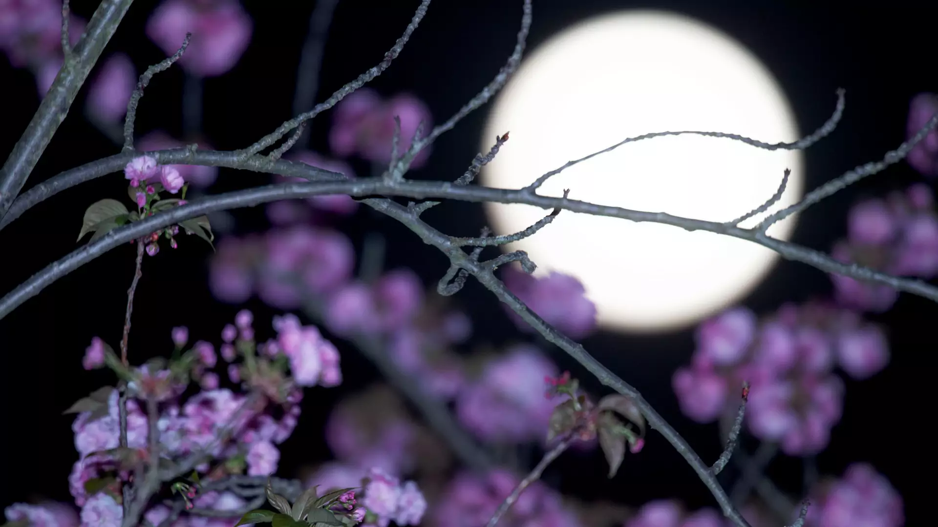Różowy Księżyc rozświetli kwietniowe niebo. Co przyniesie to niezwykłe zjawisko?