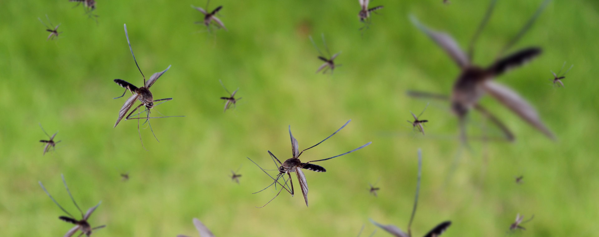 Szukasz sposobów na groźne kleszcze i komary? Podpowiadamy, co możesz zrobić