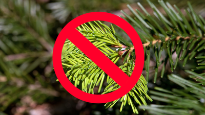 1500 zł za zrywanie gałązek w lesie. Dla 'recydywistów' jeszcze wyższe kary. Rząd zaostrza przepisy karne