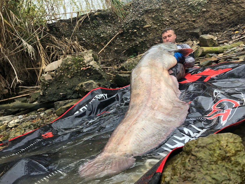 Szczecin: Wędkarz wyłowił z Odry suma giganta. Zdradza, jak to zrobił