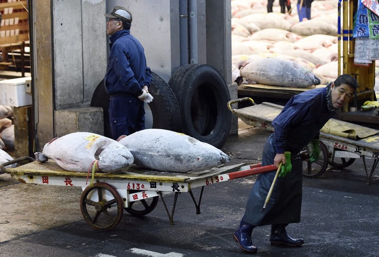 aukcja tuńczyka w Japonii