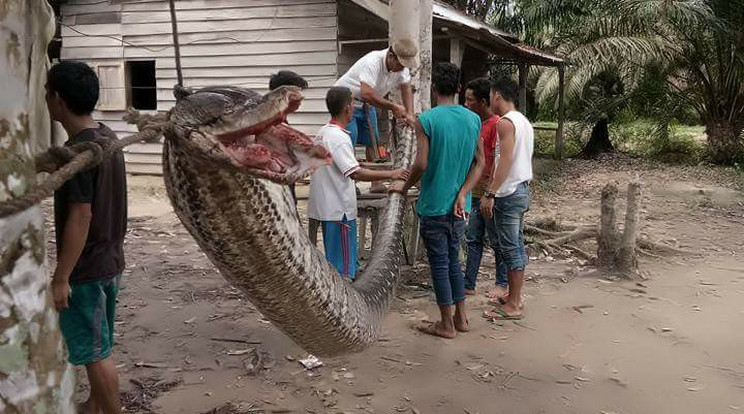 A férfi által megölt gigantikus kígyót kifeszítették a falujában