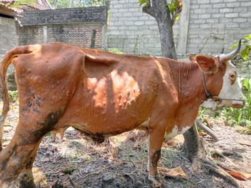 A betegség gyanúja a jellemző tünetek alapján merül fel, de csak a fertőzött állatok közel fele mutat jellegzetes tüneteket. Ha az állattartóban felmerül a gyanú, akkor köteles haladéktalanul értesíteni az ellátó állatorvost vagy a területileg illetékes hatósági állatorvost.