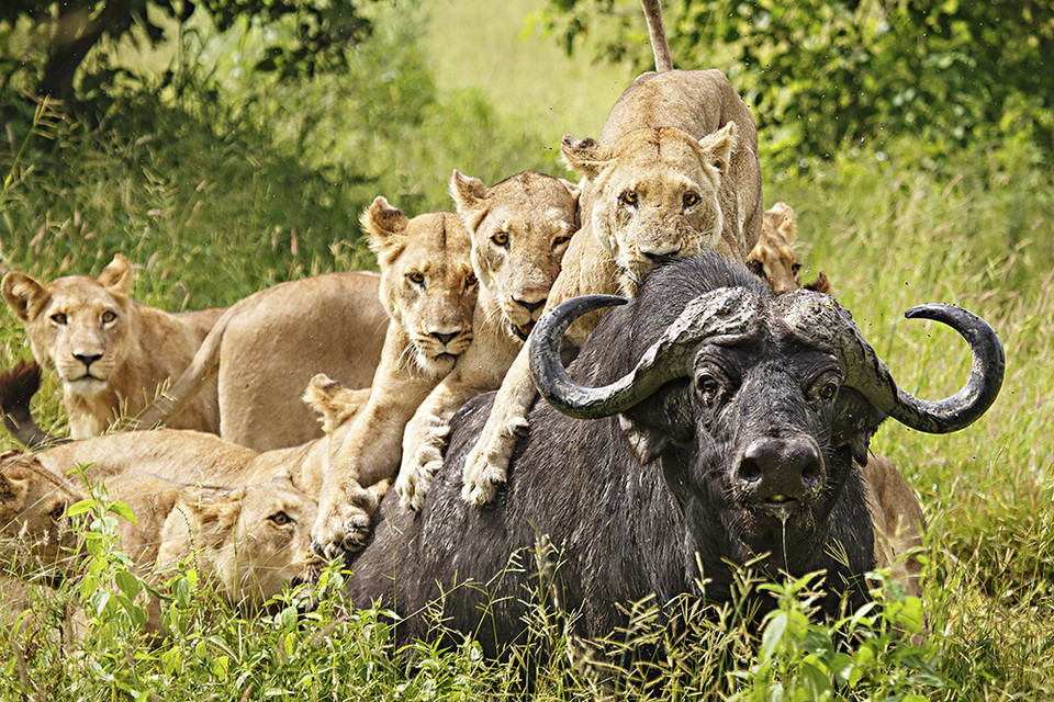 II miejsce w kategorii Wild Stories (pol. Opowieści ze świata przyrody): Ed Hetherington, USA - Lwice polują, Chief's Island - delta Okavango, Botswana