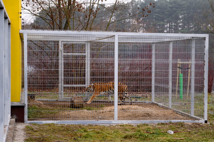 Poznań: uratowane tygrysy wkrótce wyjadą do azylu w Hiszpanii