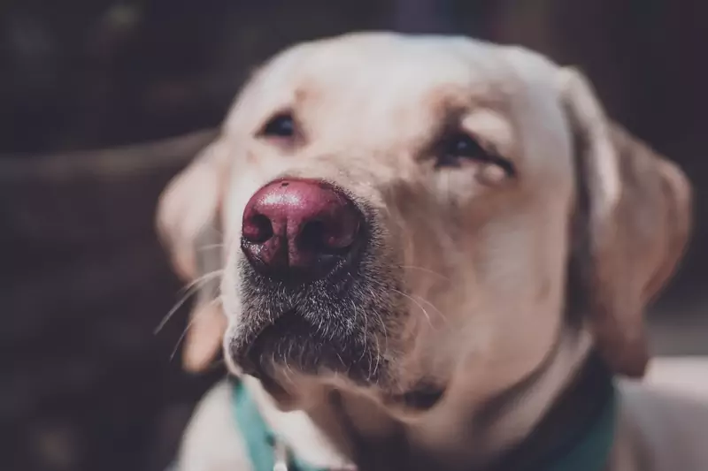 Labrador / Rahul Pandit z Pexels