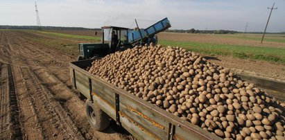 To koniec z „polskimi” ziemniakami nie z Polski!