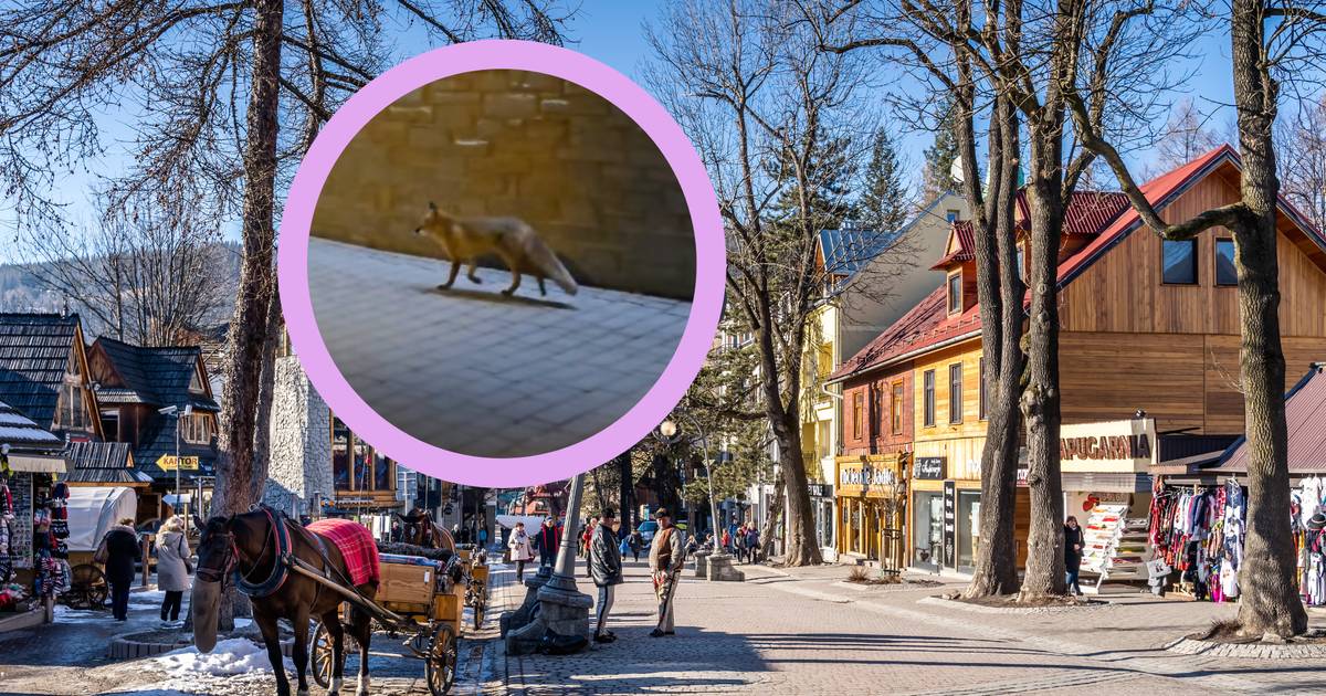 Nietypowy gość na Krupówkach. Nagranie niesie się po sieci [wideo]