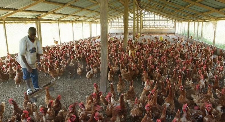 NCDC confirms bird flu outbreak in 7 states.