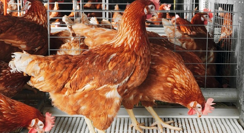 Kenya set to lift 2-year ban on Ugandan poultry after country gets green light from the World Organisation for Animal Health