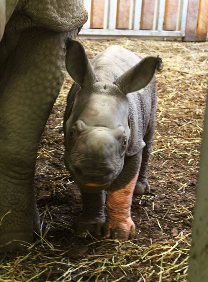 Mały nosorożec ze stołecznego ZOO