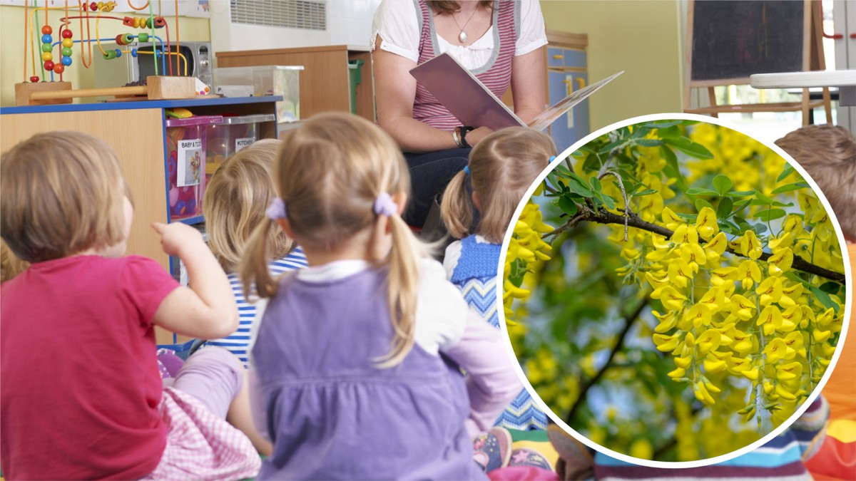 Dzieci miały zjeść w przedszkolu owoce jednej z najbardziej trujących roślin. Co się wydarzyło we Wrocławiu?