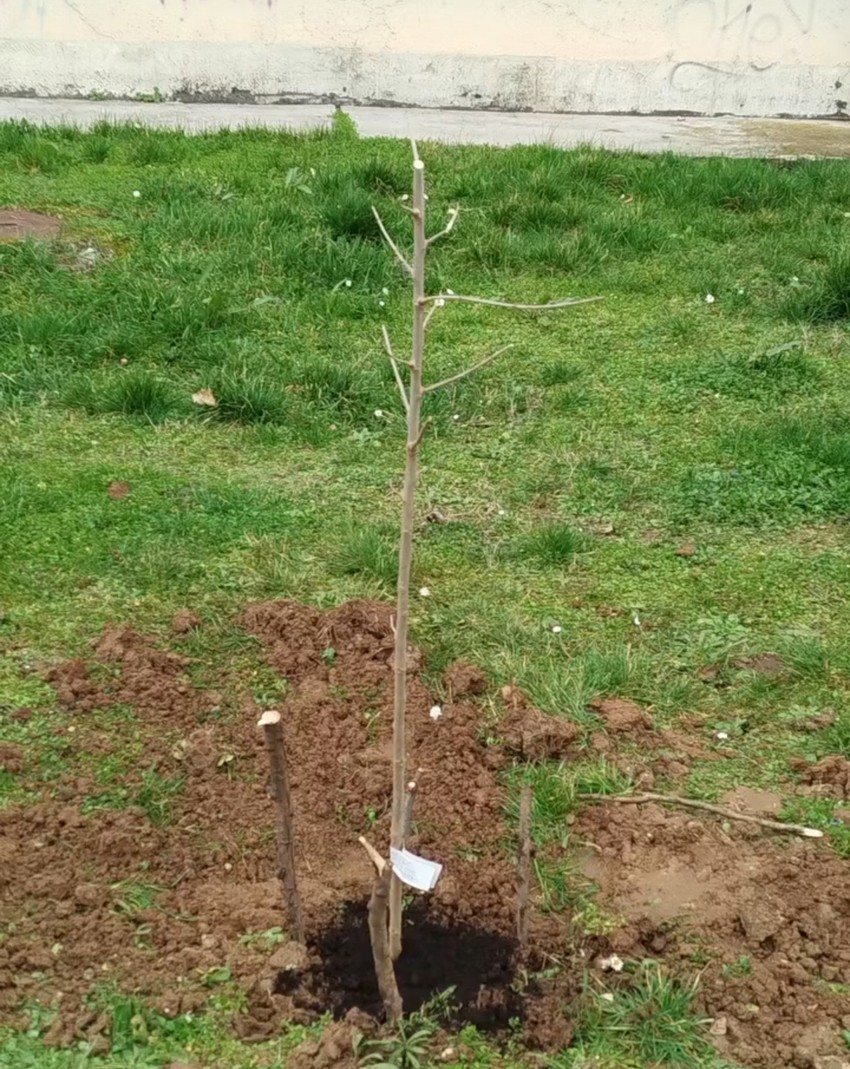 Komšije uglavnom blagonaklono gledaju na sadnju drveća