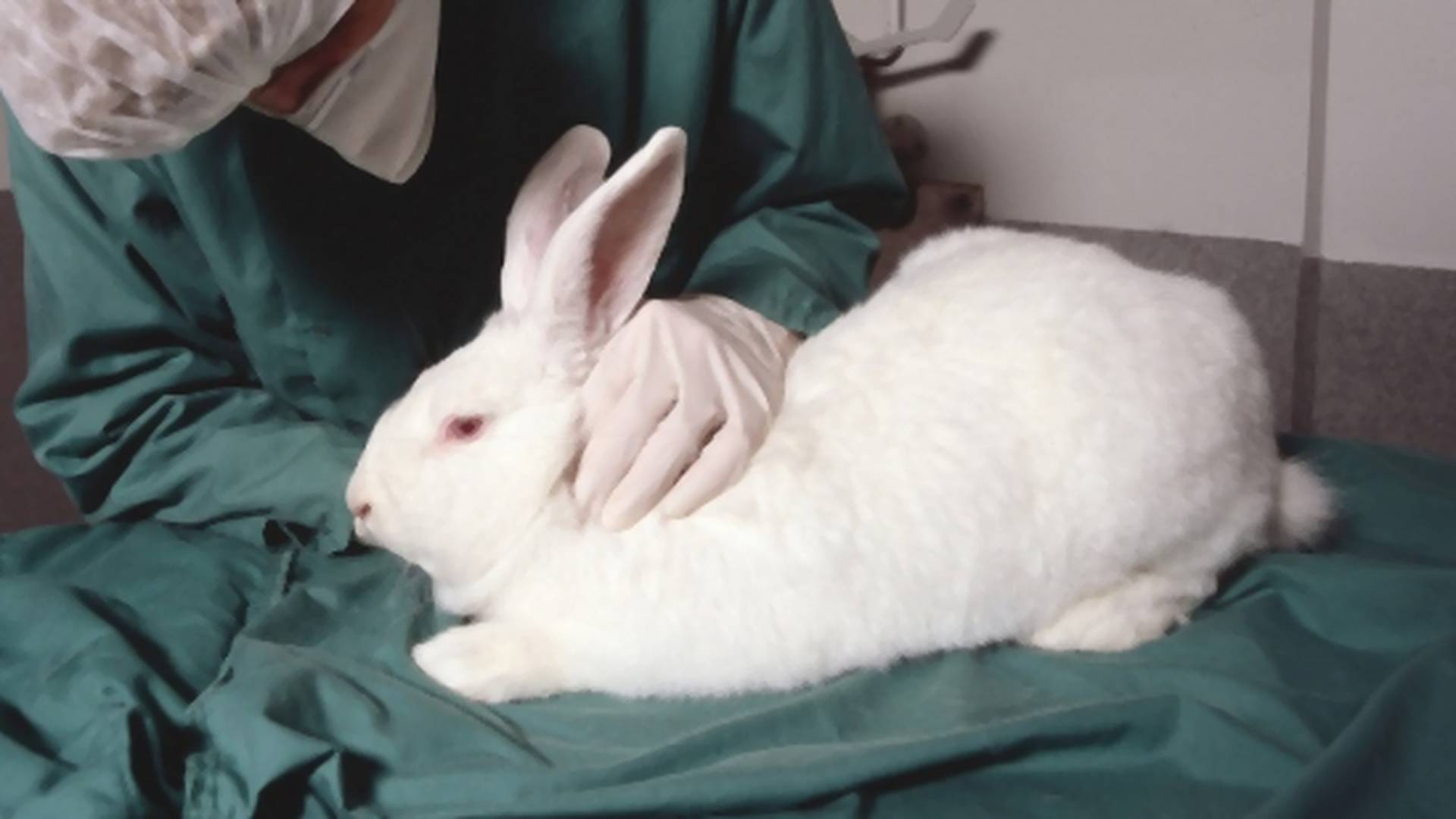 Má 26 rokov a testuje lieky na zvieratách: Známi ma kritizujú a následne ich sami užívajú