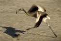 PTAKI SPAIN - ANIMALS - FLAMINGOS