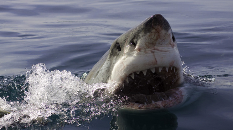 Egyre több a gyilkos, fehér cápa az Adriai-tengerben / Fotó: Northfoto