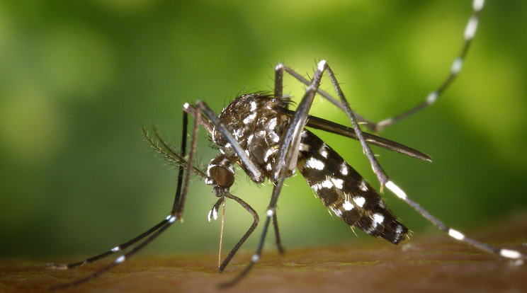 Egy napig még haladékot kaptak a szúnyoghadak Rákosmentén /Fotó: pexels