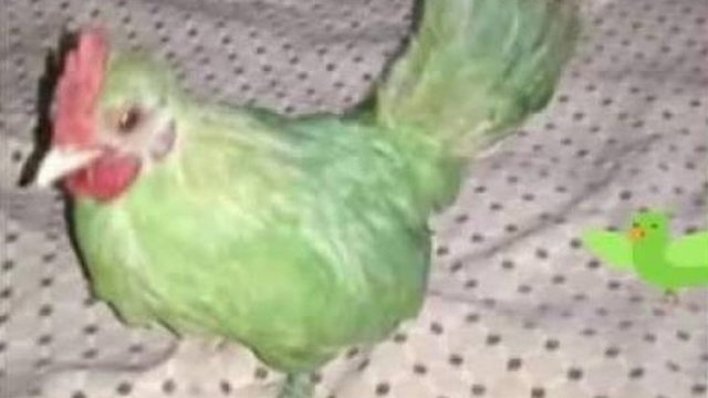 Zöldre festett tyúkot próbált papagájként eladni egy férfi