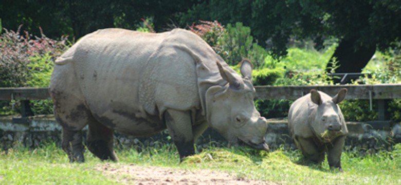 Zoo przygotowuje się do jubileuszu. Rozpoczęła się zbiórka pamiątek