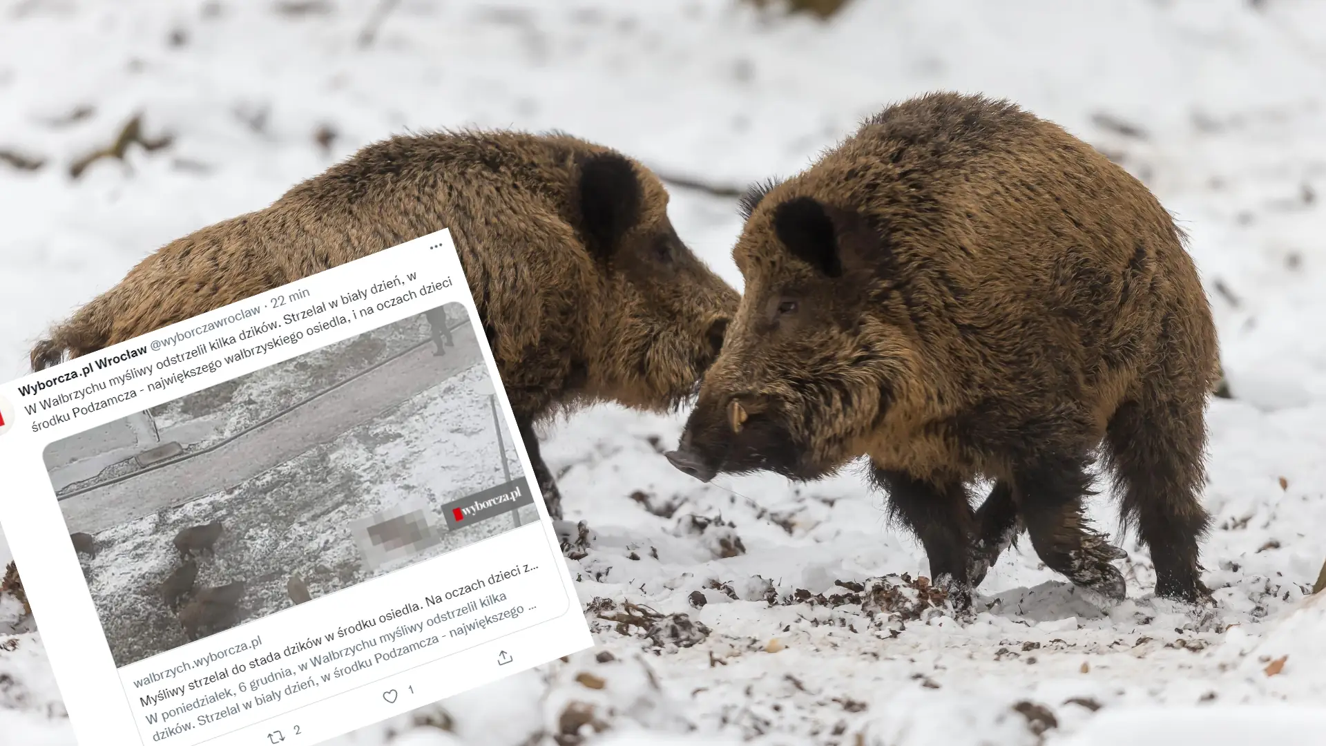 Myśliwy strzelał do dzików pod oknami mieszkań na osiedlu. "Przepisy zostały złamane"