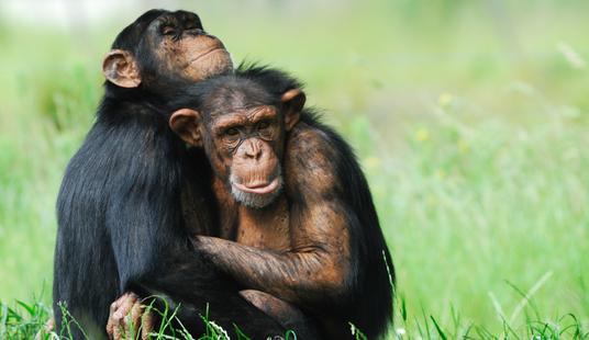 Szympansy są bardzo romantyczne