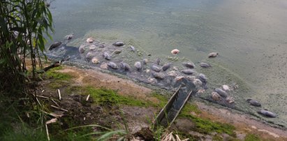 Upiorny widok nad Zalewem Zemborzyckim. Tysiące martwych szczeżuj. Specjaliści nie wiedzą, co się dzieje