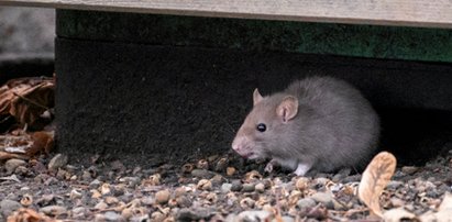 Wypędź szczury ze swojego ogrodu. To najlepszy naturalny środek