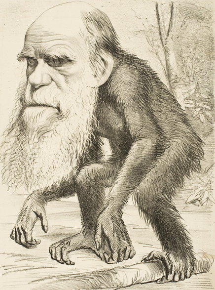 Karykatura przedstawiająca Darwina jako małpę człekokształtną (1871, domena publiczna)