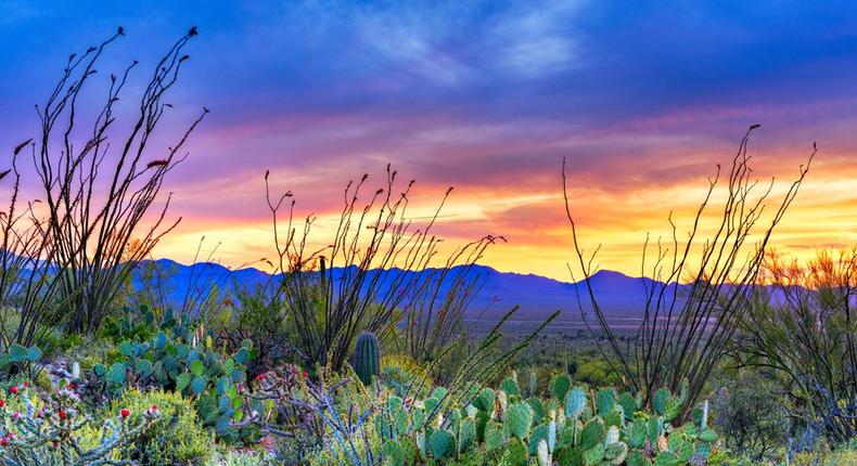 Saguaro National Park near Tucson, Arizona.