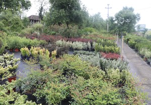 Ilustracija/Zarada od branja lekovite biljke do 200 evra