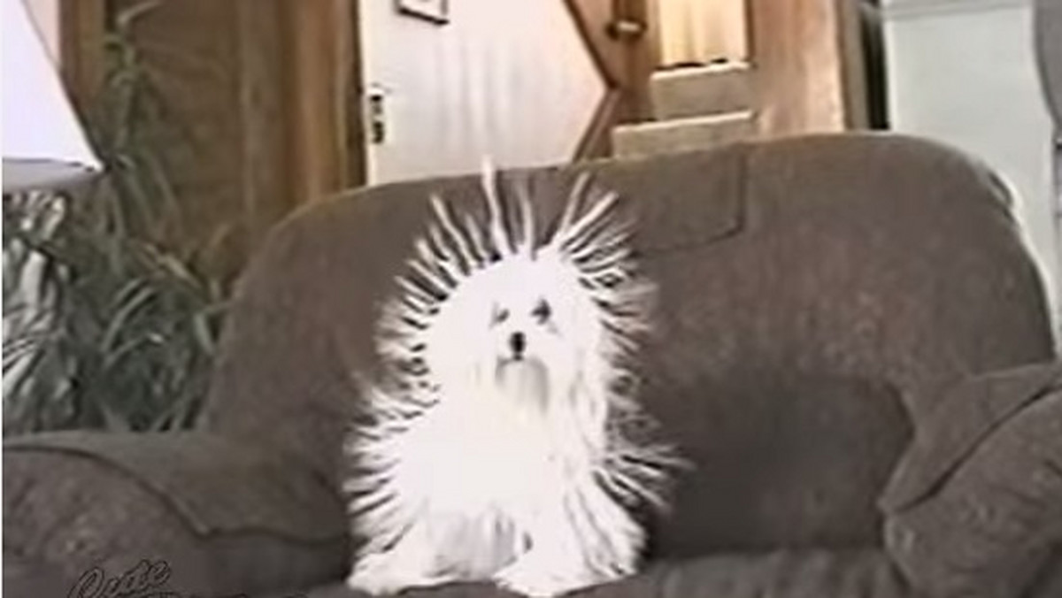 Pamiętacie serial "Wow", emitowany przez Telewizję Polską w 1993 roku? Ten psiak przypomina nam głównego bohatera!