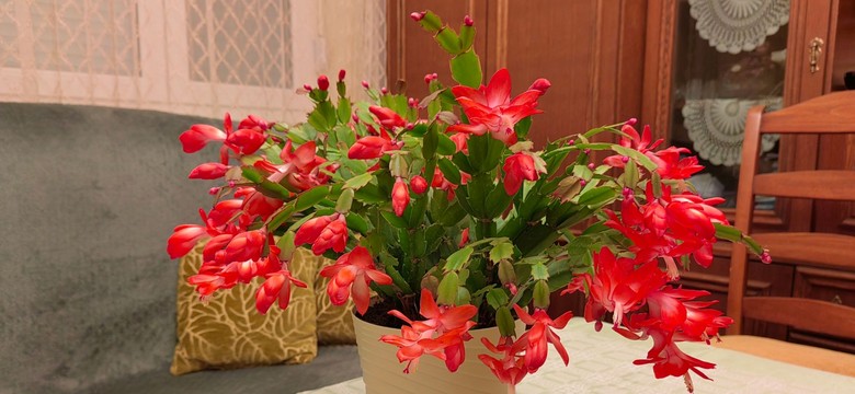 Zmuś grudnika, aby szybko zakwitł. Dwie tabletki sprawią, że na święta obsypie się kwiatami