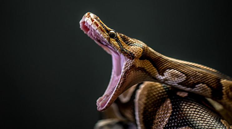 Egy (ideges, de nem mérges) burmai piton mutogatja a fogait. A herpetológusok viszont régóta a méregfogakra összpontosítják a figyelmüket, és a fogazat többi részét nagyrészt figyelmen kívül hagyták. Csak feltételezték, hogy ezek mind egyformák, és nem sokat mondanak a kígyók evolúciójáról. / Fotó: Getty Images