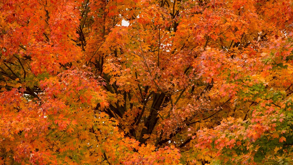 A tree with autumn foliage at Woodlawn, a 1,100-acre tract of upland meadows and woods.