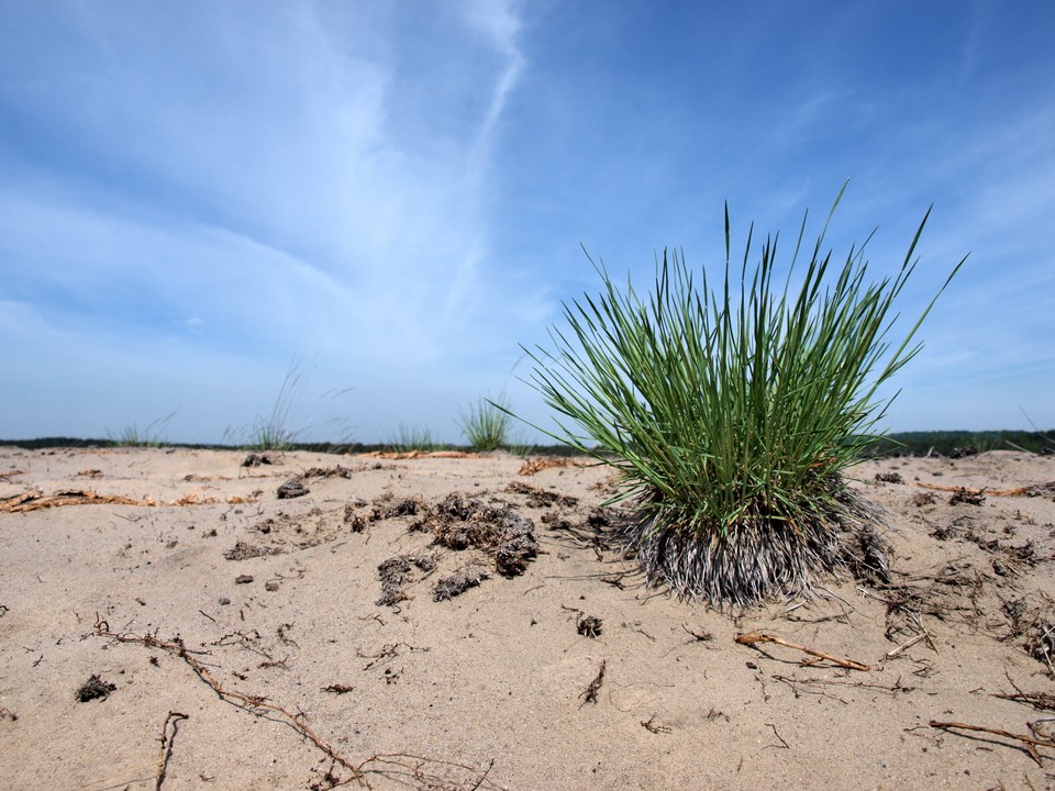 Pustynia Błędowska